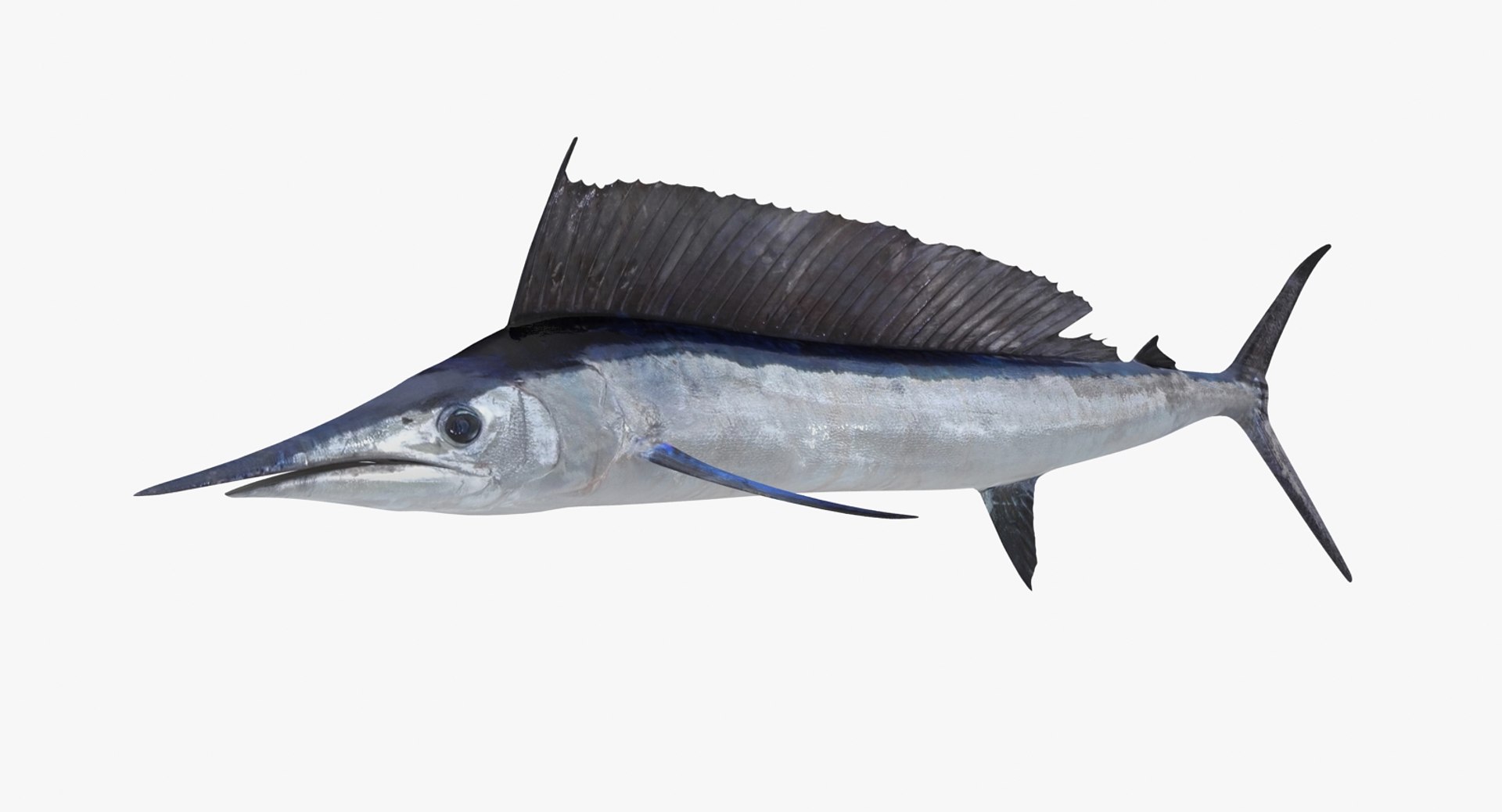 3d ma longbill spearfish