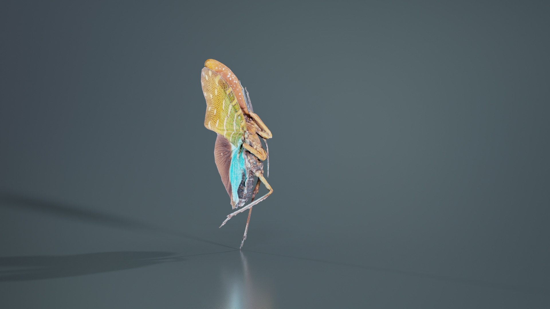 3D model Pyrops Pyrorgyncha Borneo Remastered https://p.turbosquid.com/ts-thumb/sT/WP5ndA/0p/pyrops_pyrorgyncha_borneo_01/jpg/1740083105/1920x1080/fit_q87/8be8dcd8432c2adf52ca33211992653d7c11d6f1/pyrops_pyrorgyncha_borneo_01.jpg