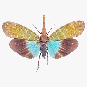 Pyrops Pyrorgyncha Borneo Remastered