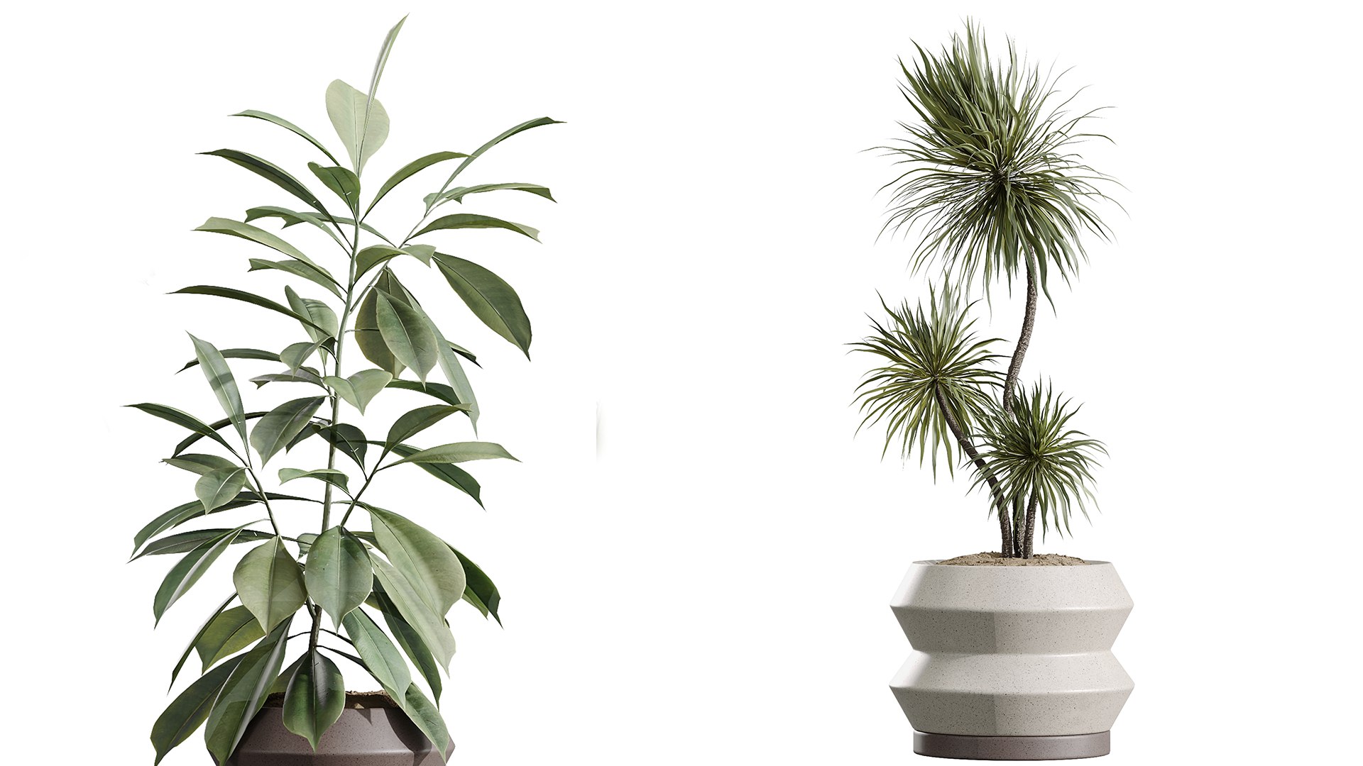 3D AV Indoor Plants Set 256 Arbequina Olive and Banana Strelitzia Nicolai and Yucca Aloifolia Palm model https://p.turbosquid.com/ts-thumb/sT/bw526q/9I/03/png/1751951552/1920x1080/fit_q87/97ef6f76ce59c9eb05607a27a9025657a45de3ef/03.jpg