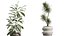 Conjunto de plantas de interior AV 256 Arbequina, oliveira, bananeira, Strelitzia Nicolai e Yucca Aloifolia Palm