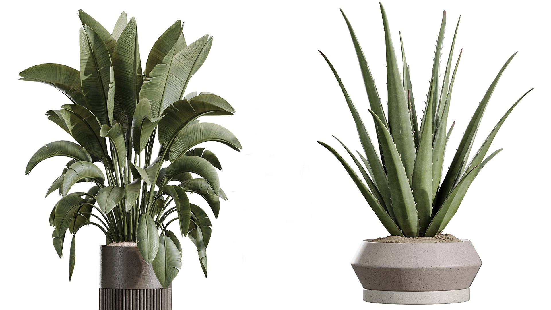 3D AV Indoor Plants Set 256 Arbequina Olive and Banana Strelitzia Nicolai and Yucca Aloifolia Palm model https://p.turbosquid.com/ts-thumb/sT/bw526q/RM/04/png/1751951552/1920x1080/fit_q87/0b90e637aa7c553e06428771b44648cd79ce6e3f/04.jpg