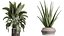 Conjunto de plantas de interior AV 256 Arbequina, oliveira, bananeira, Strelitzia Nicolai e Yucca Aloifolia Palm