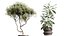 Conjunto de plantas de interior AV 256 Arbequina, oliveira, bananeira, Strelitzia Nicolai e Yucca Aloifolia Palm