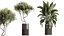 Conjunto de plantas de interior AV 256 Arbequina, oliveira, bananeira, Strelitzia Nicolai e Yucca Aloifolia Palm