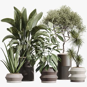 AV Indoor Plants Set 256 Arbequina Olive and Banana Strelitzia Nicolai and Yucca Aloifolia Palm