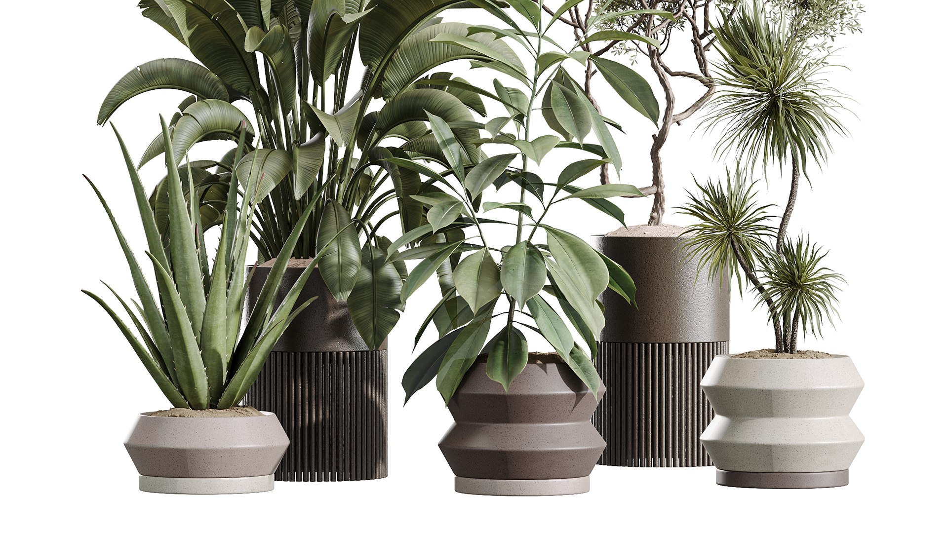 3D AV Indoor Plants Set 256 Arbequina Olive and Banana Strelitzia Nicolai and Yucca Aloifolia Palm model https://p.turbosquid.com/ts-thumb/sT/bw526q/nm/06/png/1751951554/1920x1080/fit_q87/bb32b1e31ca8532987e398a4118dc41f8aa19e4a/06.jpg
