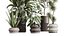 Conjunto de plantas de interior AV 256 Arbequina, oliveira, bananeira, Strelitzia Nicolai e Yucca Aloifolia Palm