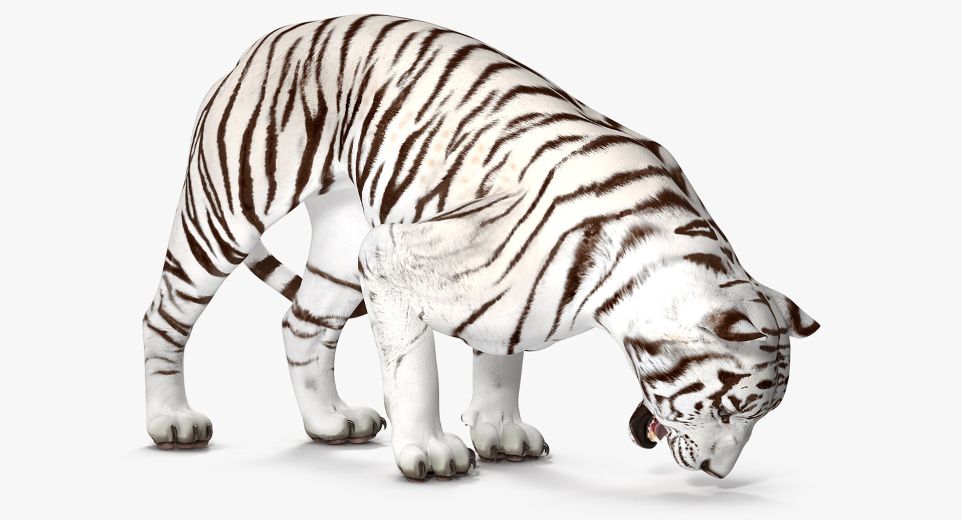 White Tiger Rigged for Maya 3D Model 3D model preview
