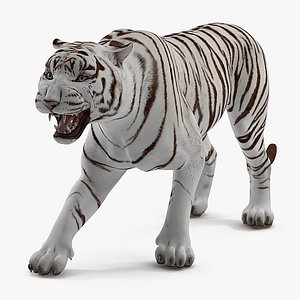 3D white tiger rigged model
