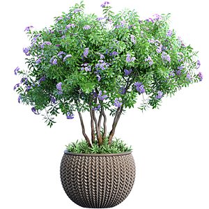 Decorative indoor Violet Jacaranda tree with lilac flowers houseplant in a rattan pot planters vase