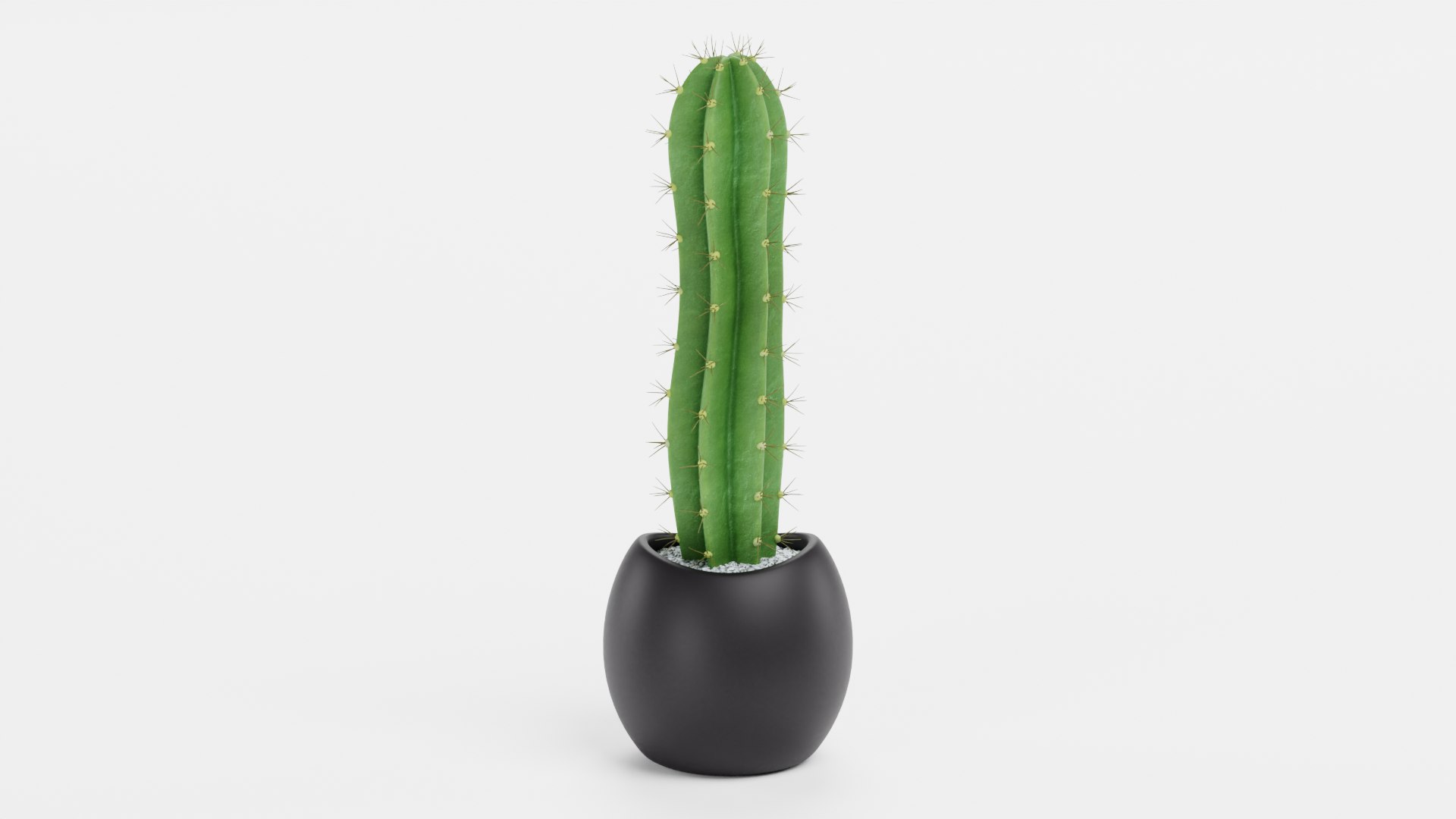 Home Plants Collection 3D model https://p.turbosquid.com/ts-thumb/sT/nfFdx8/Lg/sanpedroinpotb/png/1691401482/1920x1080/fit_q87/d7bd57429ad5bfcaba753f9ee5afbe9cbb97bd96/sanpedroinpotb.jpg