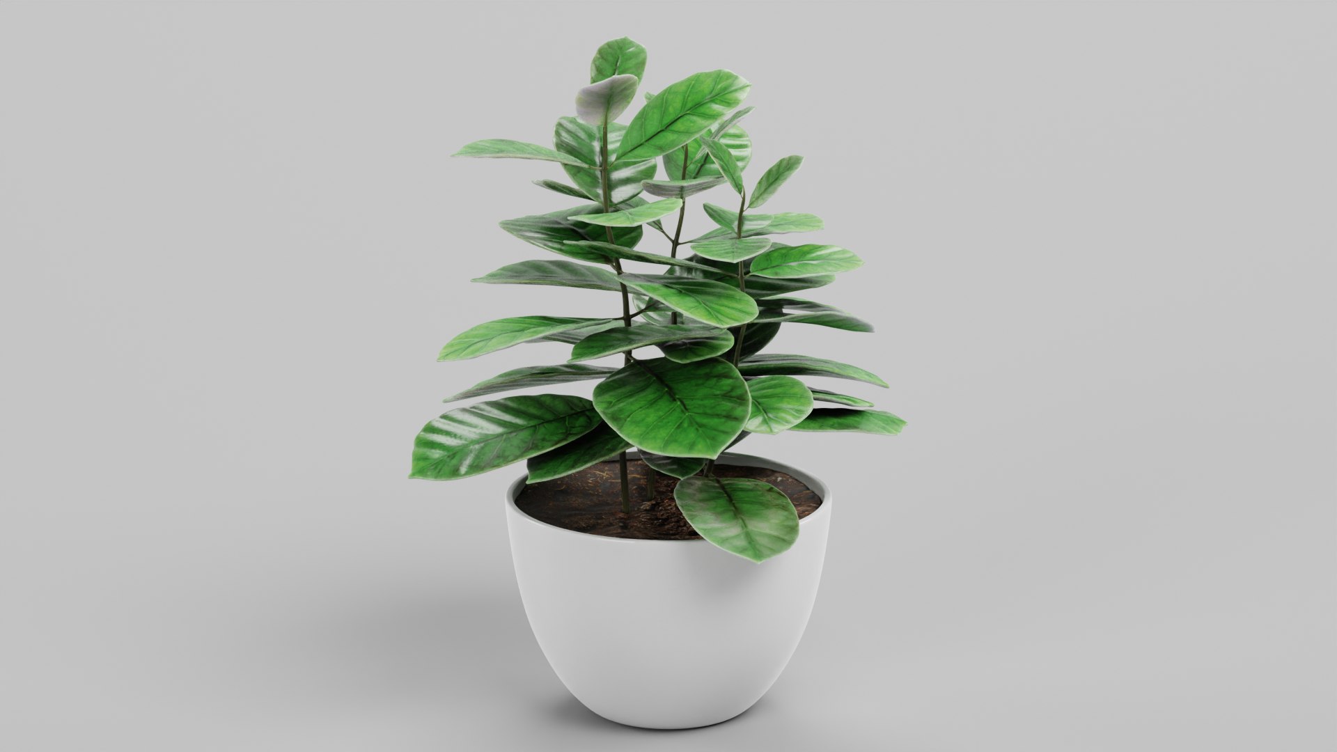 Home Plants Collection 3D model https://p.turbosquid.com/ts-thumb/sT/nfFdx8/T0/coffeeinpot1b/png/1691401450/1920x1080/fit_q87/81282f02bf45be49281611ac24eb423dd0a441f9/coffeeinpot1b.jpg