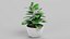 Colección de plantas caseras