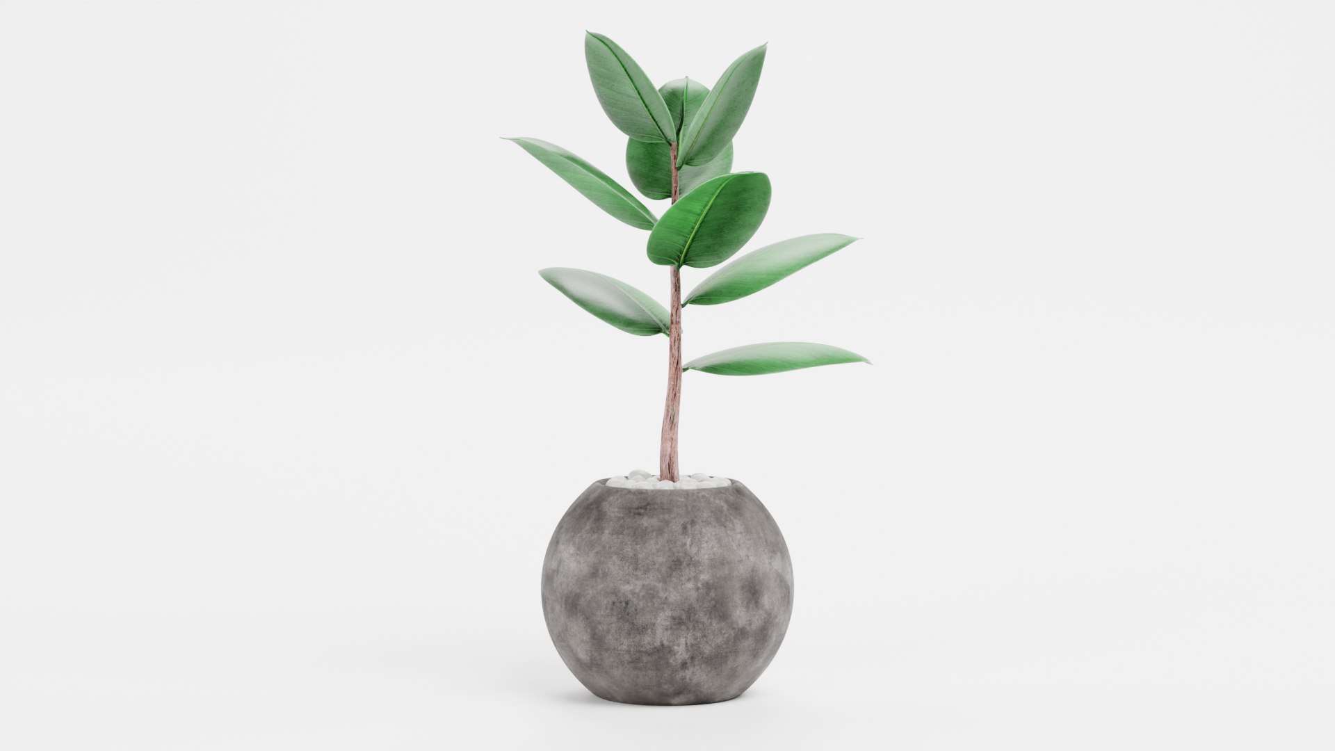 Home Plants Collection 3D model https://p.turbosquid.com/ts-thumb/sT/nfFdx8/zc/ficusinpot2b/png/1691401459/1920x1080/fit_q87/e892b82532ea780a4513ff77430ac7d6acb11dbf/ficusinpot2b.jpg