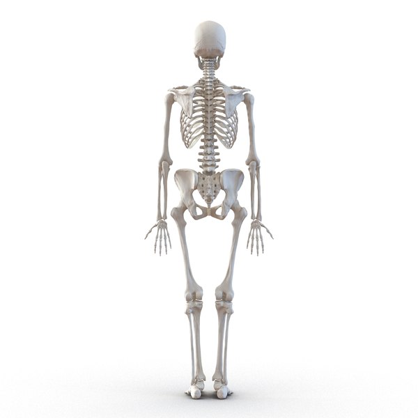 ma human female skeleton rigged