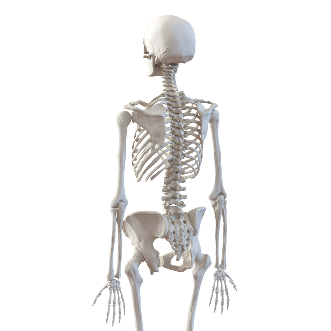 ma human female skeleton rigged