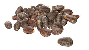 3D Caster seed pile model