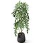 Plants collection 1134