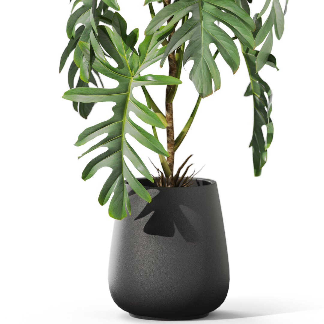 3D Plants collection 1134 model https://p.turbosquid.com/ts-thumb/sT/yWN7Ze/Cl/plant_1134_02/jpg/1727853691/1920x1080/fit_q87/f34f0e2d8a168dd1f03337e32bf0fed8e7223eb0/plant_1134_02.jpg