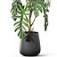 Plants collection 1134