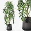 Plants collection 1134