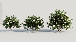 3D Gardenia jasminoides c model