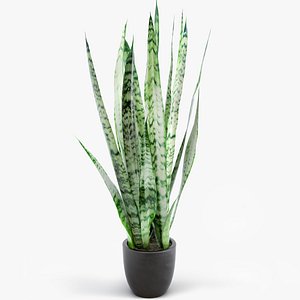 Sansevieria houseplant