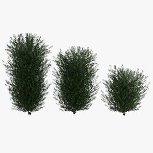 Bushes