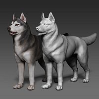 Siberian Husky, high polygon 3D model with polypaint
