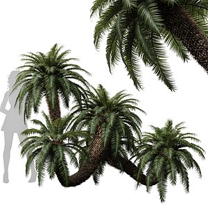 3D New Plant High detail Cycas Revoluta Palmfarn