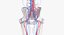 female skin skeleton vascular model