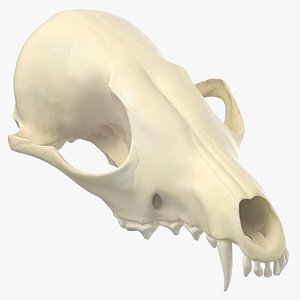 Real Red Fox Skull 01