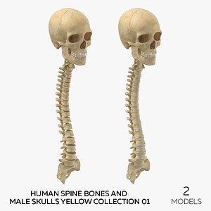 Human Spine Bones and Male Skulls Yellow Collection 01 - 2 models 3D model