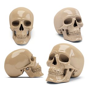 human skull model