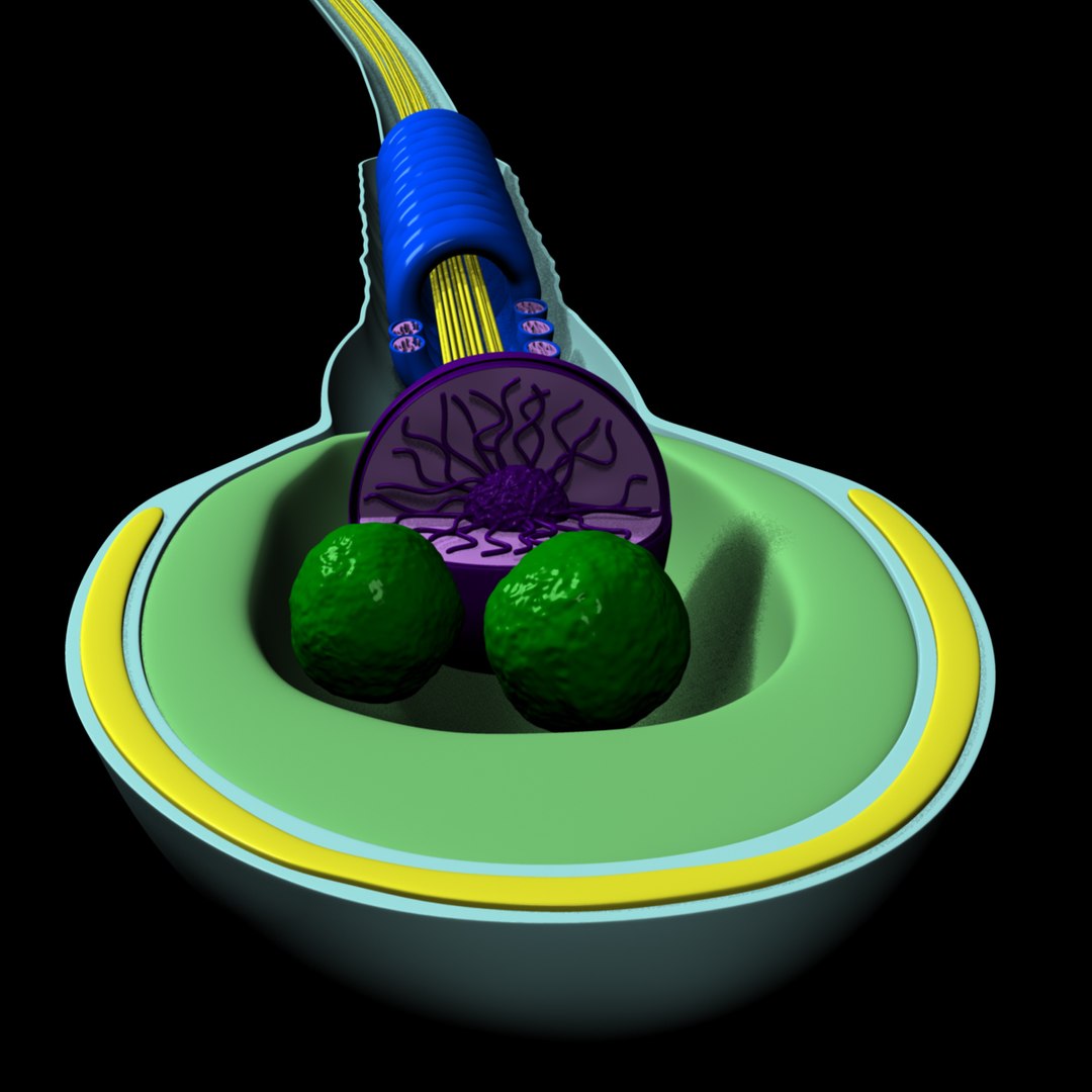 3d obj human sperm cell structure https://p.turbosquid.com/ts-thumb/sU/gAY5su/4cLUGFxJ/r24/jpg/1353370466/1920x1080/fit_q87/19a281fda96691146eb49641a970ca4a1567601a/r24.jpg