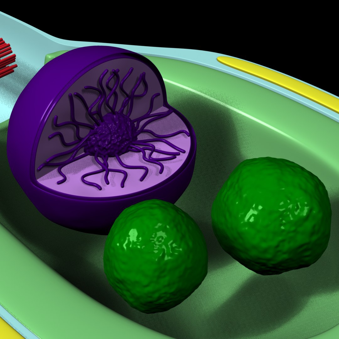 3d obj human sperm cell structure https://p.turbosquid.com/ts-thumb/sU/gAY5su/LTvzsTKx/r25/jpg/1353370466/1920x1080/fit_q87/0558ea49aafa8f8a6dc14987d95e28825141506a/r25.jpg