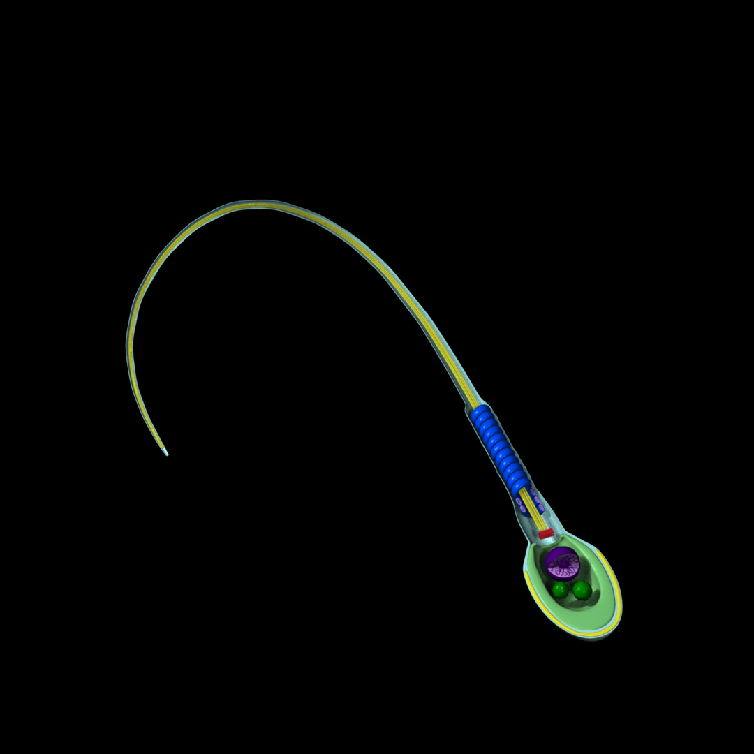 3d obj human sperm cell structure https://p.turbosquid.com/ts-thumb/sU/gAY5su/Sjxar5RH/rot/jpg/1353367845/1920x1080/turn_fit_q99/dbac188b7e6baae8840acaa9c1f382aca8f70d59/rot-1.jpg