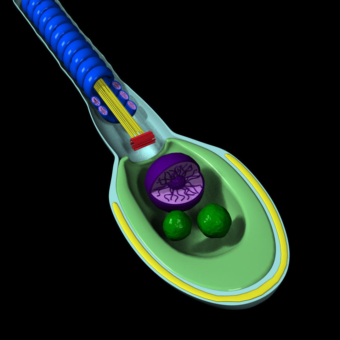3d obj human sperm cell structure https://p.turbosquid.com/ts-thumb/sU/gAY5su/gTU0YdqP/rot/jpg/1353369430/1920x1080/turn_fit_q99/16ee921a21613a9b7dd9ad78be35146dd7f63ceb/rot-1.jpg