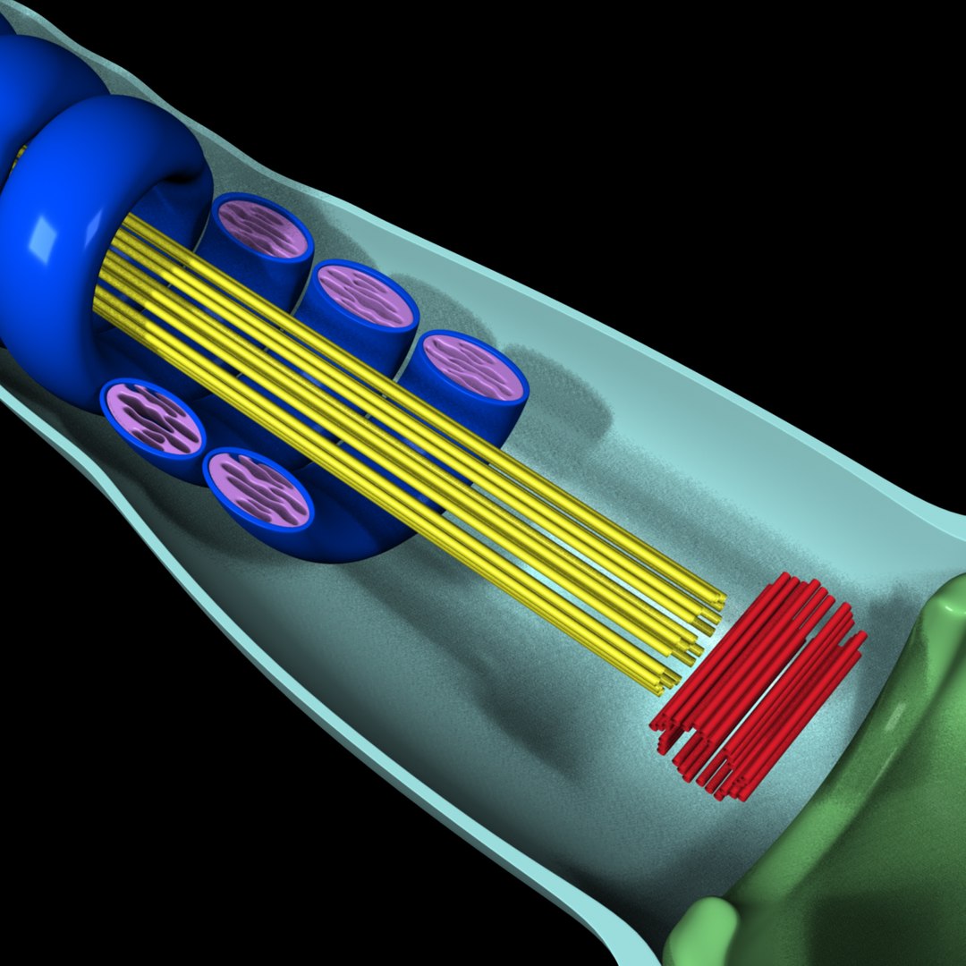 3d obj human sperm cell structure https://p.turbosquid.com/ts-thumb/sU/gAY5su/kcBgCeUB/r23/jpg/1353370466/1920x1080/fit_q87/83c423e6616e14554629710cc6d4bd35c3fbdd0e/r23.jpg
