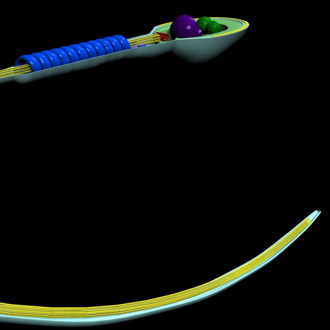 3d obj human sperm cell structure https://p.turbosquid.com/ts-thumb/sU/gAY5su/vonIvNx6/r27/jpg/1353370811/1920x1080/fit_q87/d979c299a701fd587b8fd352fc853c0baa53fe51/r27.jpg