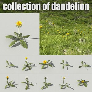 Dandelion collection