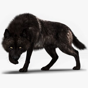 black timber wolf fur model