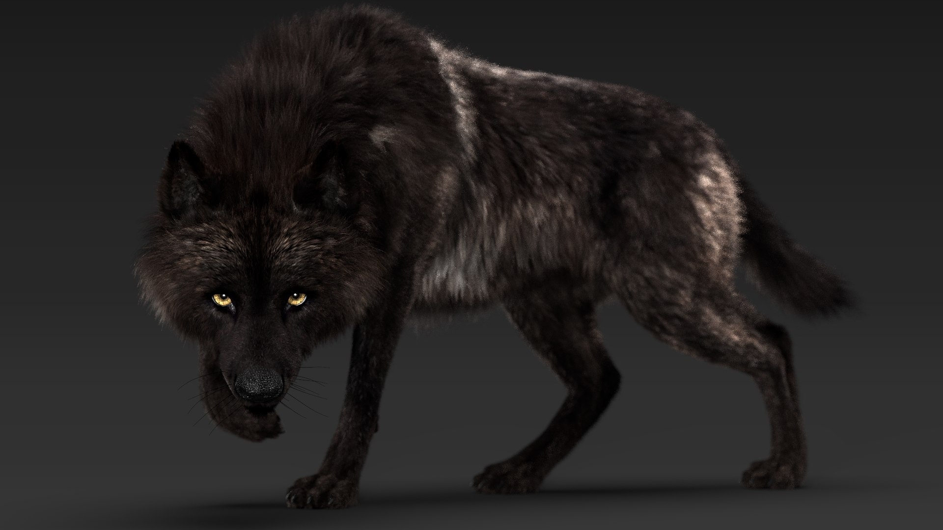 Melanistic Timber Wolf + Timber Wolf Therian Wallpaper in 2023