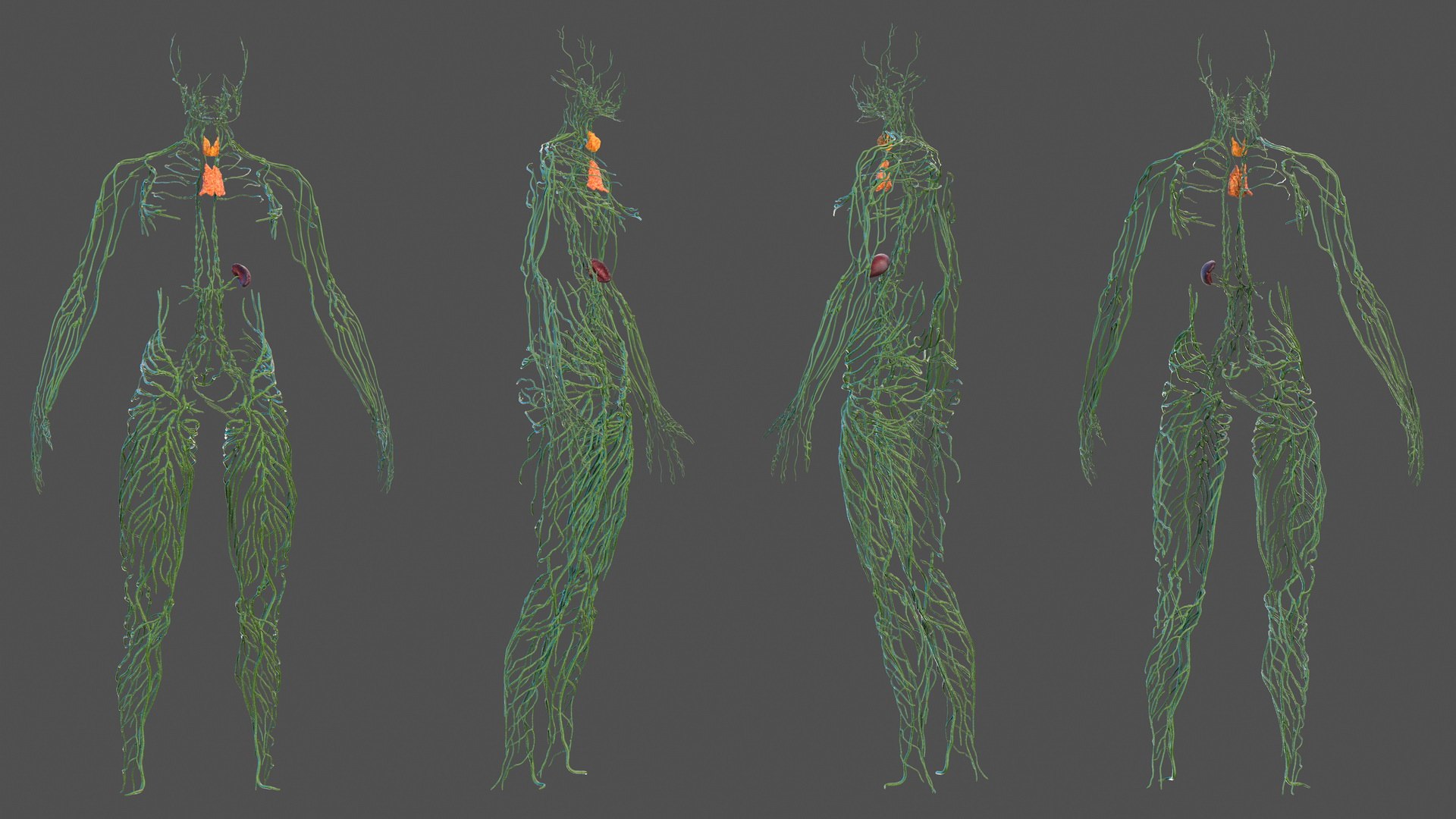 Human Lymphatic System Full Body 3D model preview