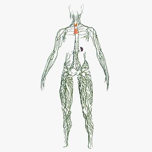 Human Lymphatic System Full Body