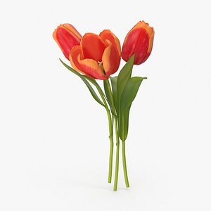 tulips max