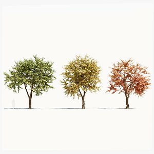 Ulmus changii b 3D model