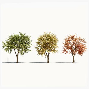Ulmus changii b