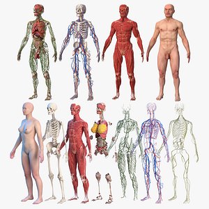 3D Complete Male and Female Body Anatomy Collection